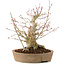 Acer palmatum, 23 cm, ± 25 ans, avec une fissure dans le pot