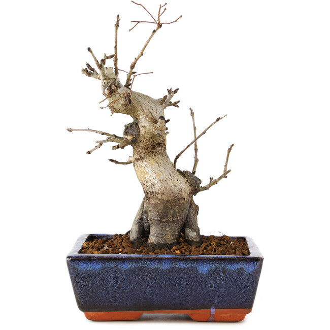 Pourthiaea villosa, 21 cm, ± 20 years old