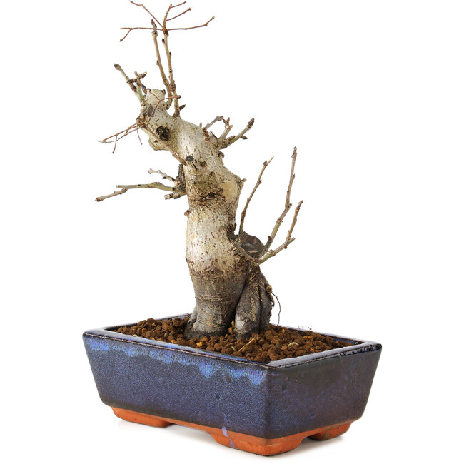 Pourthiaea villosa, 21 cm, ± 20 Jahre alt