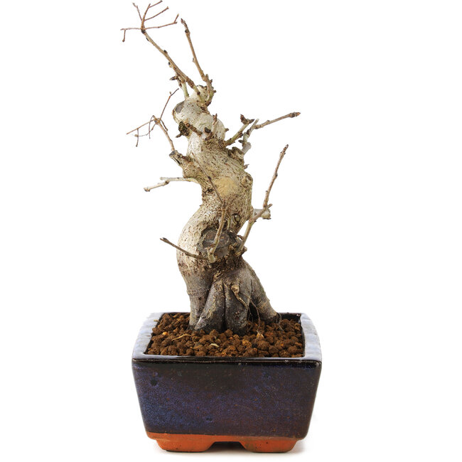 Pourthiaea villosa, 21 cm, ± 20 years old