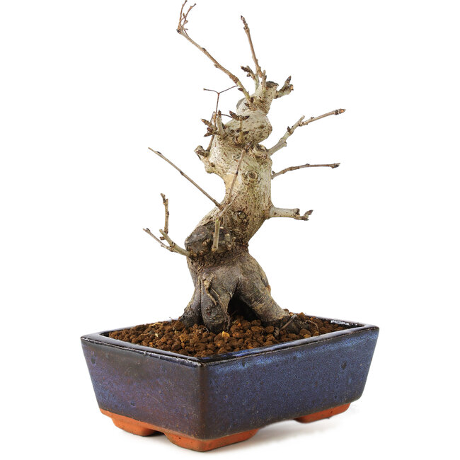 Pourthiaea villosa, 21 cm, ± 20 Jahre alt