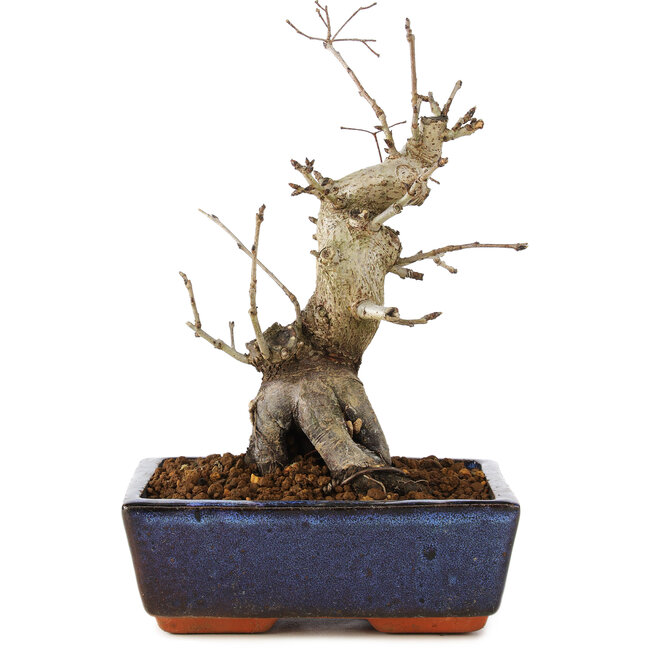 Pourthiaea villosa, 21 cm, ± 20 years old