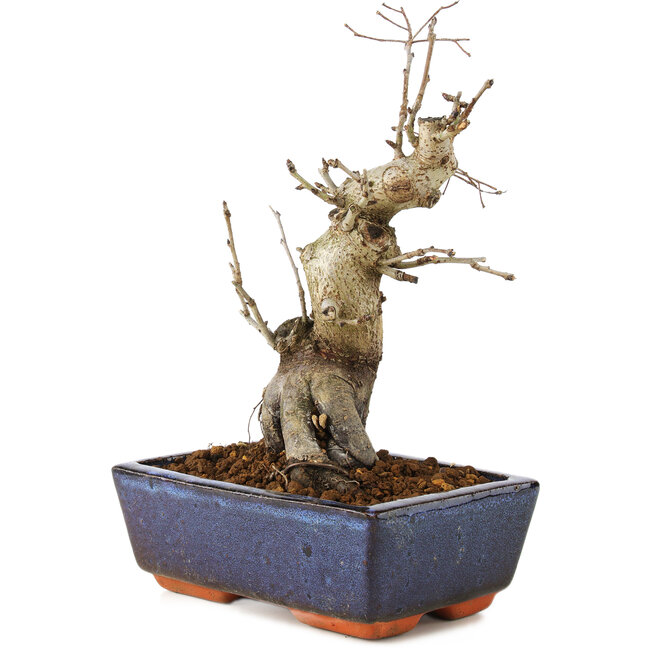 Pourthiaea villosa, 21 cm, ± 20 jaar oud