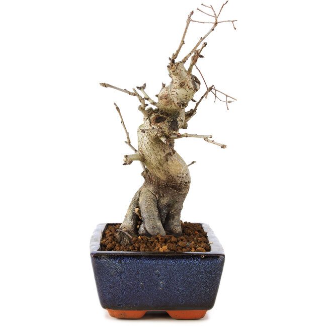 Pourthiaea villosa, 21 cm, ± 20 Jahre alt