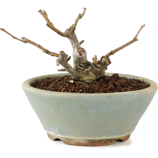 Pourthiaea villosa, 7 cm, ± 8 Jahre alt