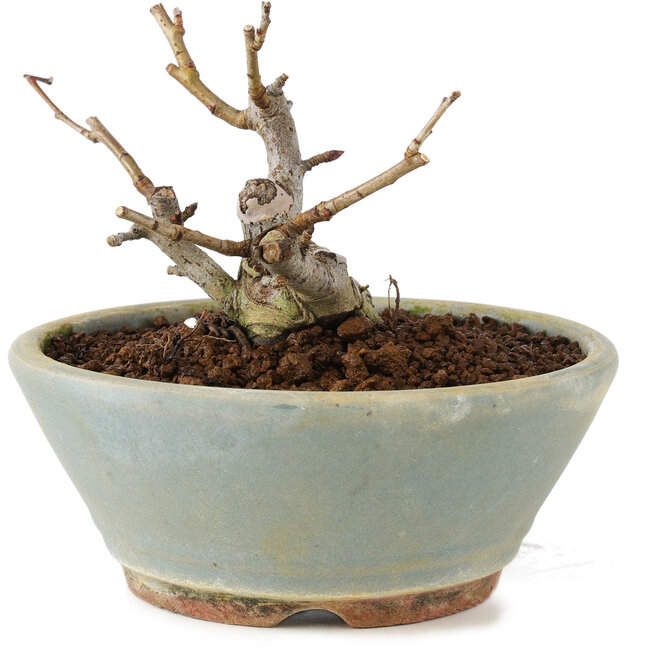 Pourthiaea villosa, 7 cm, ± 8 anni