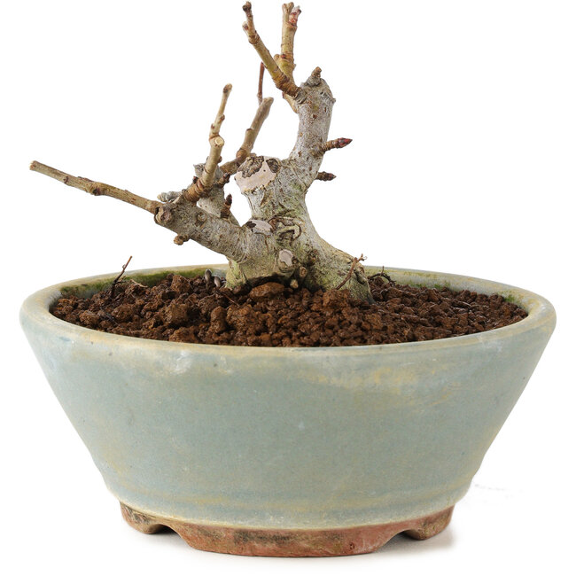 Pourthiaea villosa, 7 cm, ± 8 ans