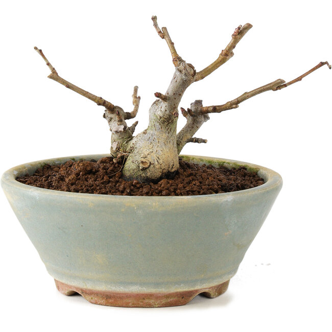 Pourthiaea villosa, 7 cm, ± 8 Jahre alt