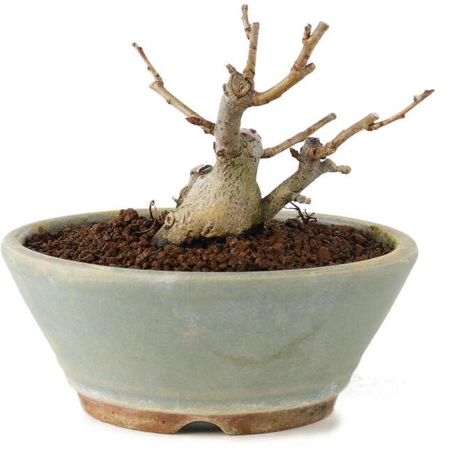 Pourthiaea villosa, 7 cm, ± 8 years old