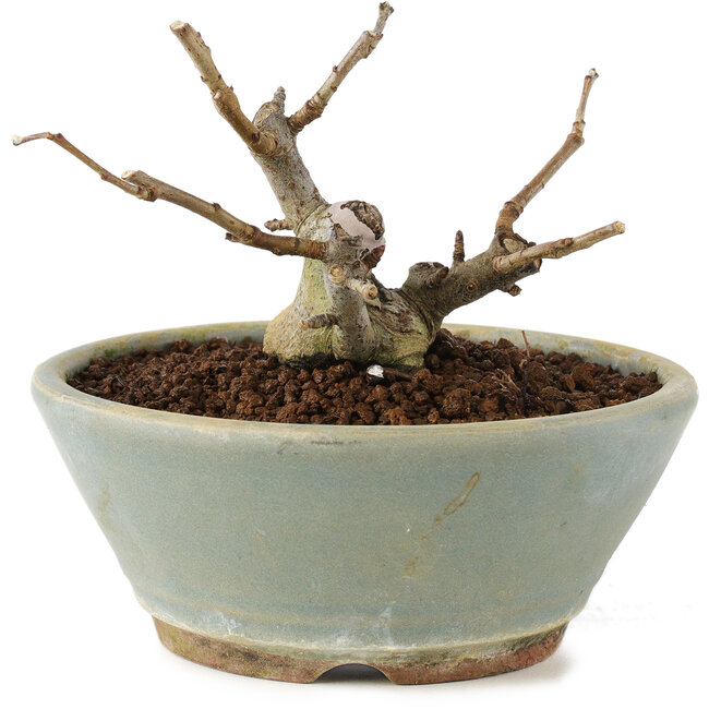 Pourthiaea villosa, 7 cm, ± 8 Jahre alt