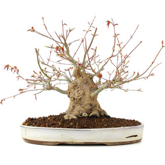 Acer palmatum, 22 cm, ± 25 anni