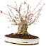 Acer palmatum, 22 cm, ± 25 years old, with a crack in the pot