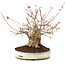 Acer palmatum, 22 cm, ± 25 years old, with a crack in the pot