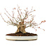 Acer palmatum, 22 cm, ± 25 jaar oud, met een barst in de pot