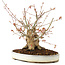 Acer palmatum, 22 cm, ± 25 Jahre alt, mit Riss im Topf