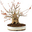 Acer palmatum, 22 cm, ± 25 years old, with a crack in the pot