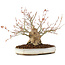 Acer palmatum, 22 cm, ± 25 jaar oud, met een barst in de pot