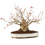 Acer palmatum, 22 cm, ± 25 years old, with a crack in the pot