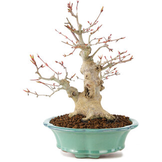 Acer palmatum, 23 cm, ± 20 jaar oud