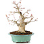 Acer palmatum, 23 cm, ± 20 years old