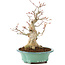 Acer palmatum, 23 cm, ± 20 years old