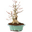 Acer palmatum, 23 cm, ± 20 Jahre alt