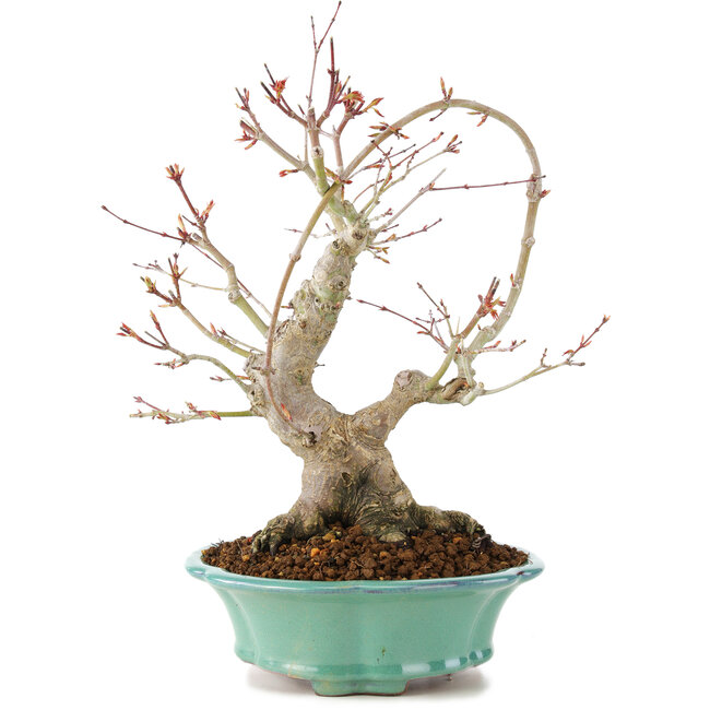 Acer palmatum, 27 cm, ± 20 años
