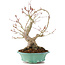 Acer palmatum, 27 cm, ± 20 años
