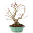 Acer palmatum, 27 cm, ± 20 Jahre alt