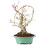 Acer palmatum, 27 cm, ± 20 años