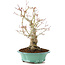 Acer palmatum, 27 cm, ± 20 años