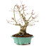Acer palmatum, 27 cm, ± 20 años