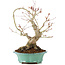 Acer palmatum, 27 cm, ± 20 años