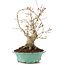 Acer palmatum, 27 cm, ± 20 anni