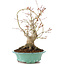Acer palmatum, 27 cm, ± 20 jaar oud