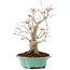 Acer palmatum, 27 cm, ± 20 años