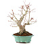 Acer palmatum, 27 cm, ± 20 años