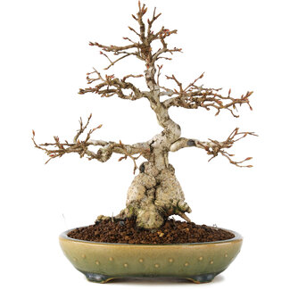 Carpinus coreana, 21 cm, ± 25 anni