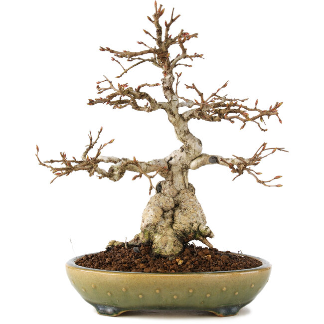 Carpinus coreana, 21 cm, ± 25 ans
