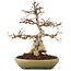 Carpinus coreana, 21 cm, ± 25 years old