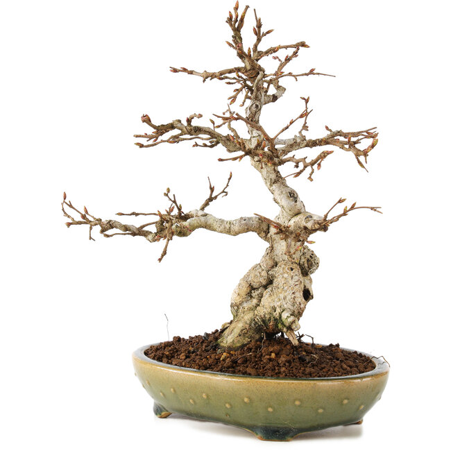 Carpinus coreana, 21 cm, ± 25 anni