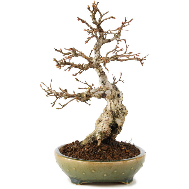 Carpinus coreana, 21 cm, ± 25 Jahre alt