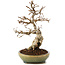 Carpinus coreana, 21 cm, ± 25 ans