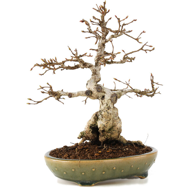 Carpinus coreana, 21 cm, ± 25 años