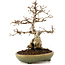 Carpinus coreana, 21 cm, ± 25 ans