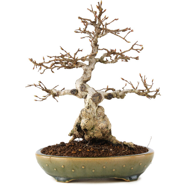 Carpinus coreana, 21 cm, ± 25 ans