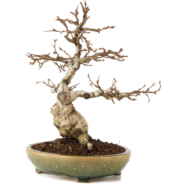 Carpinus coreana, 21 cm, ± 25 ans