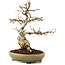 Carpinus coreana, 21 cm, ± 25 years old