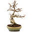 Carpinus coreana, 21 cm, ± 25 years old