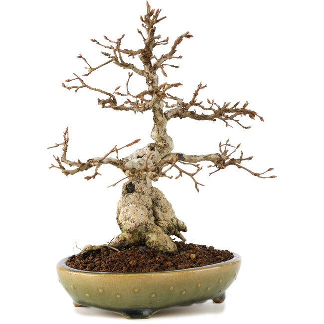 Carpinus coreana, 21 cm, ± 25 Jahre alt
